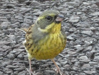 2019年11月9日(土) 恩田川(高瀬橋付近)の野鳥観察記録