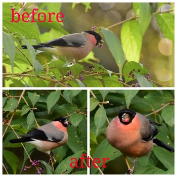 Eurasian Bullfinch(rosacea) Shinjuku Gyoen National Garden Sat, 11/9/2019