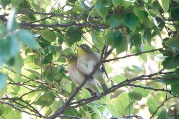 2019年11月9日(土) 水元公園の野鳥観察記録