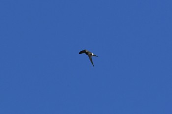 Australian Swiftlet