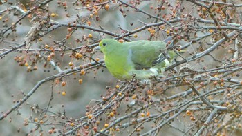 2019年11月9日(土) 北大研究林(北海道大学苫小牧研究林)の野鳥観察記録