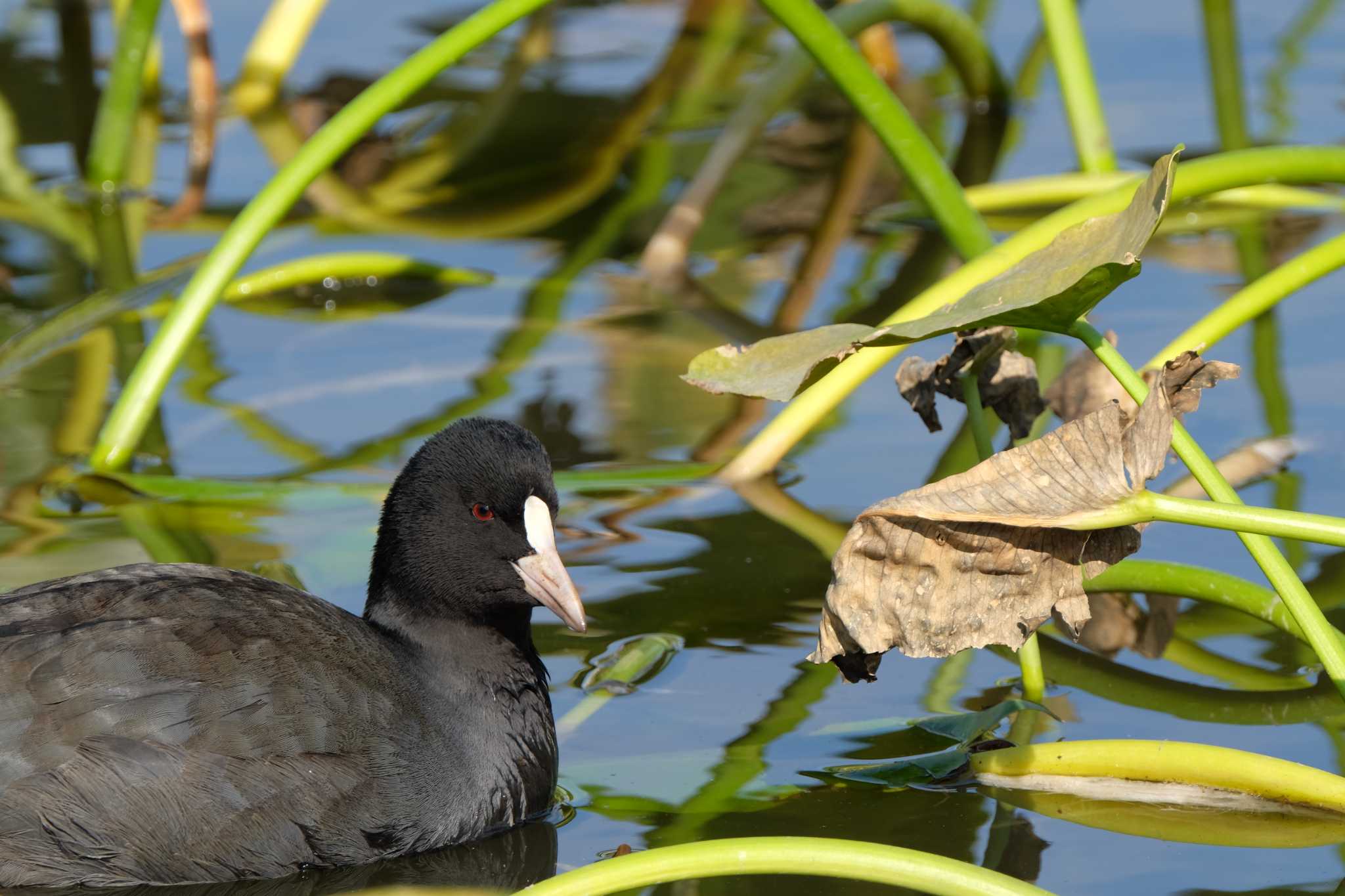 水元公園 オオバンの写真 by toru