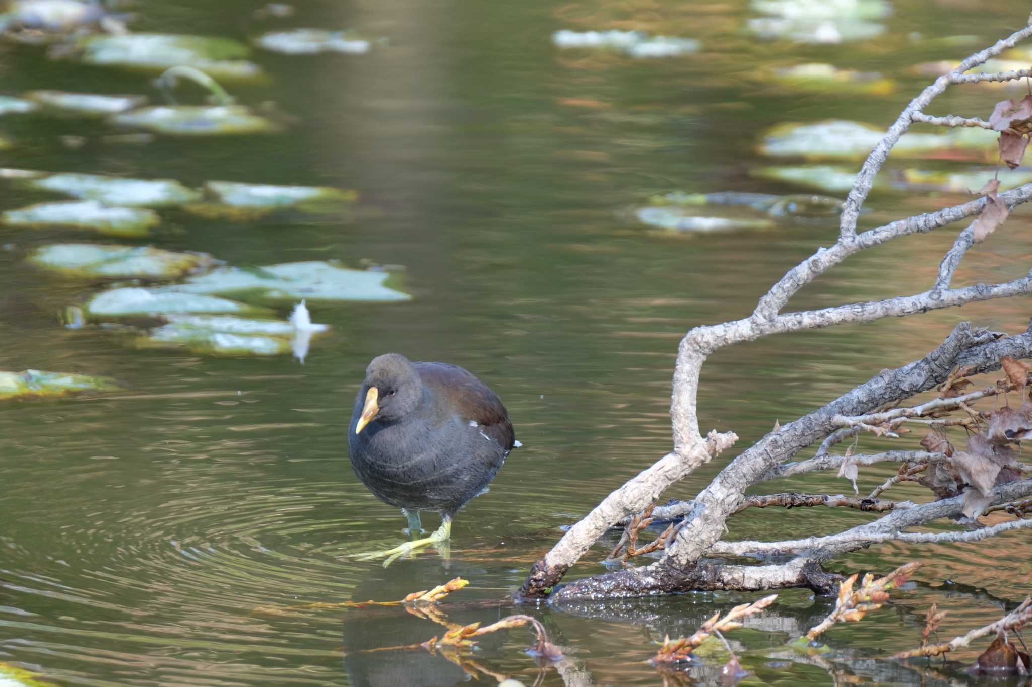 水元公園 バンの写真 by toru