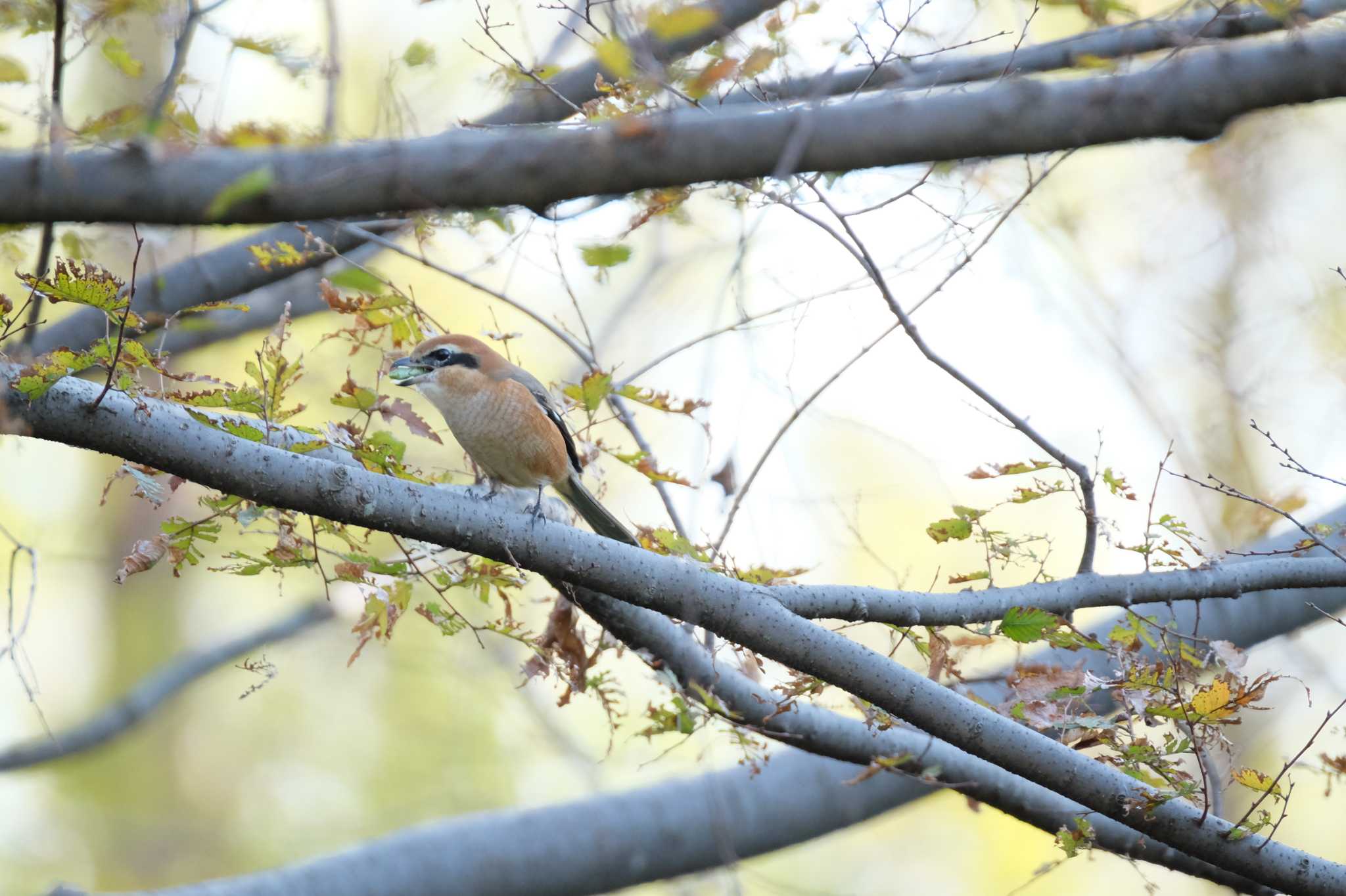 水元公園 モズの写真 by toru