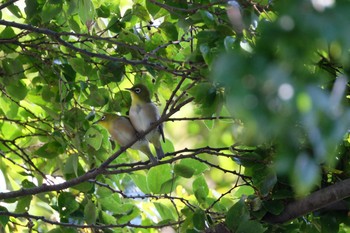 2019年11月9日(土) 水元公園の野鳥観察記録