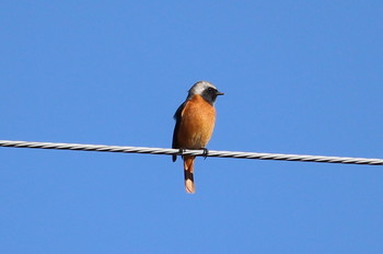 Daurian Redstart 住宅地 Sun, 11/10/2019