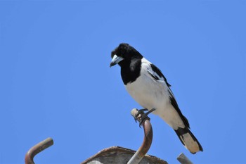 Pied Butcherbird