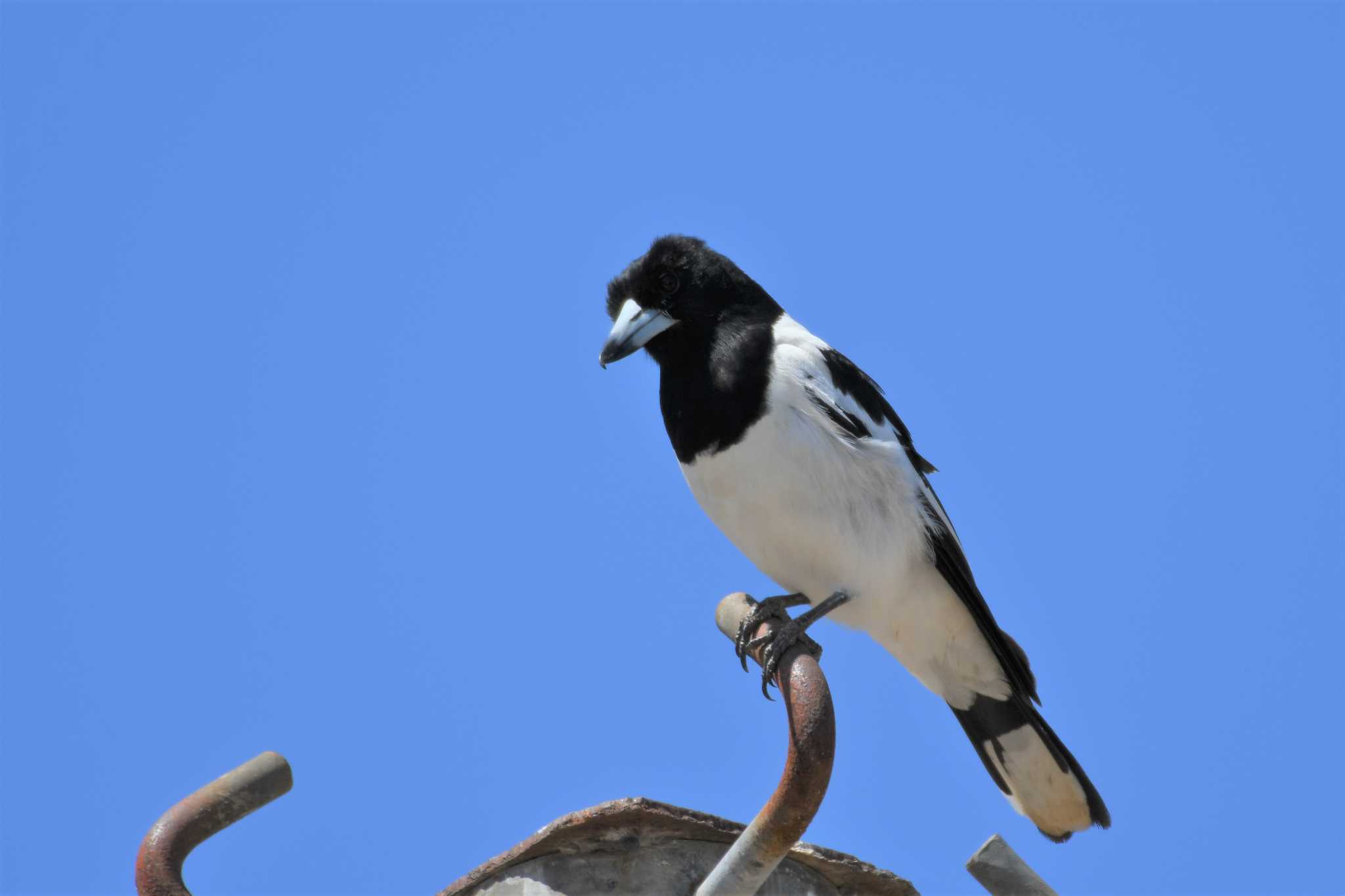 Pied Butcherbird