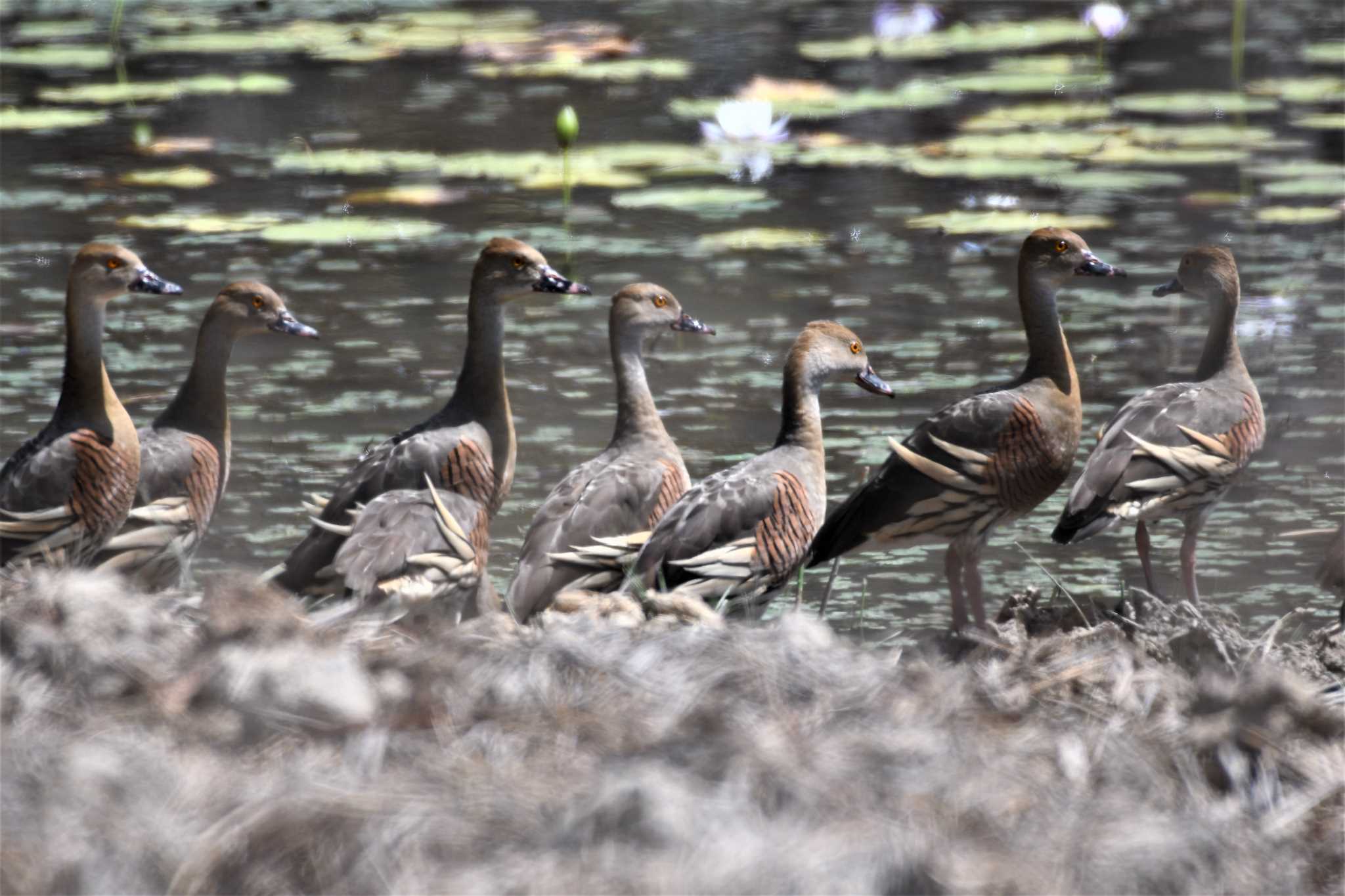 Photo of Plumed Whistling Duck at オーストラリア,ケアンズ～アイアインレンジ by でみこ