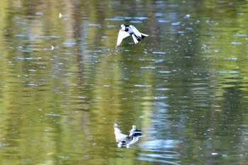 White Wagtail Unknown Spots Sun, 11/10/2019