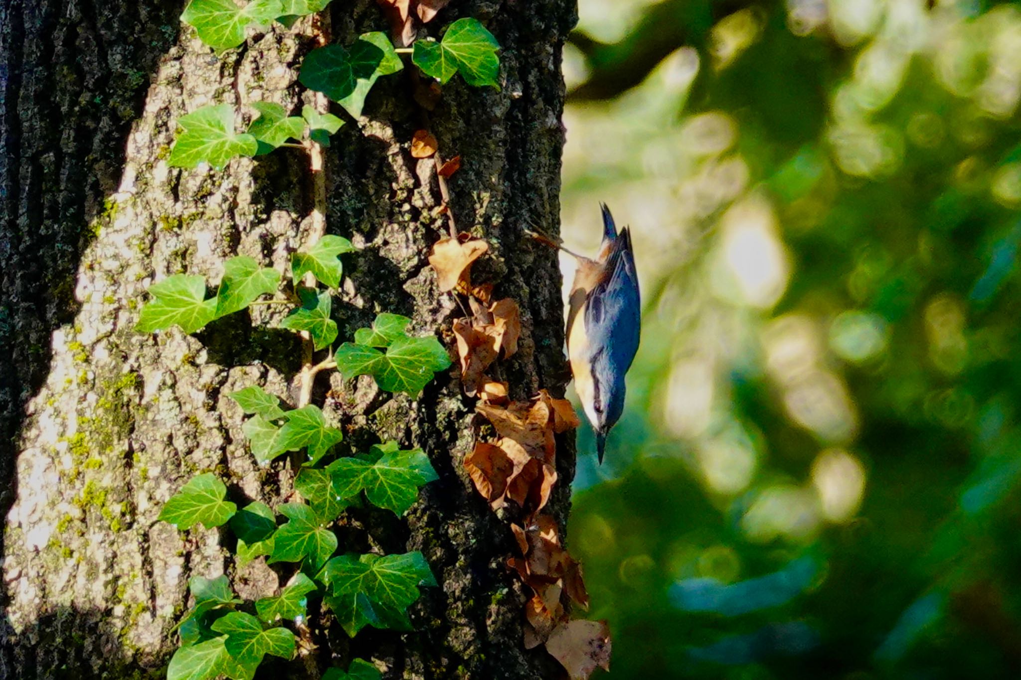 Eurasian Nuthatch