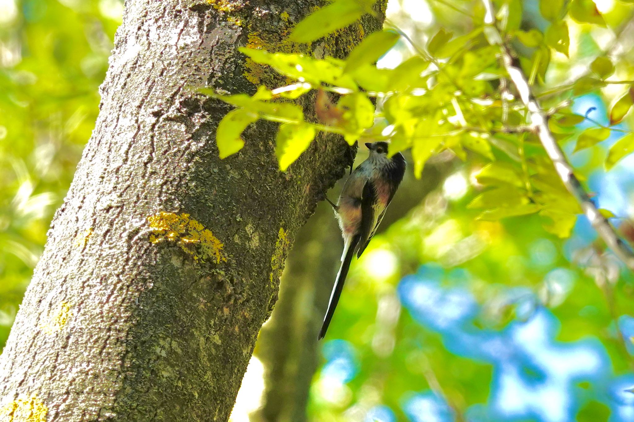 Parc de Vaugrenier,France エナガの写真 by のどか