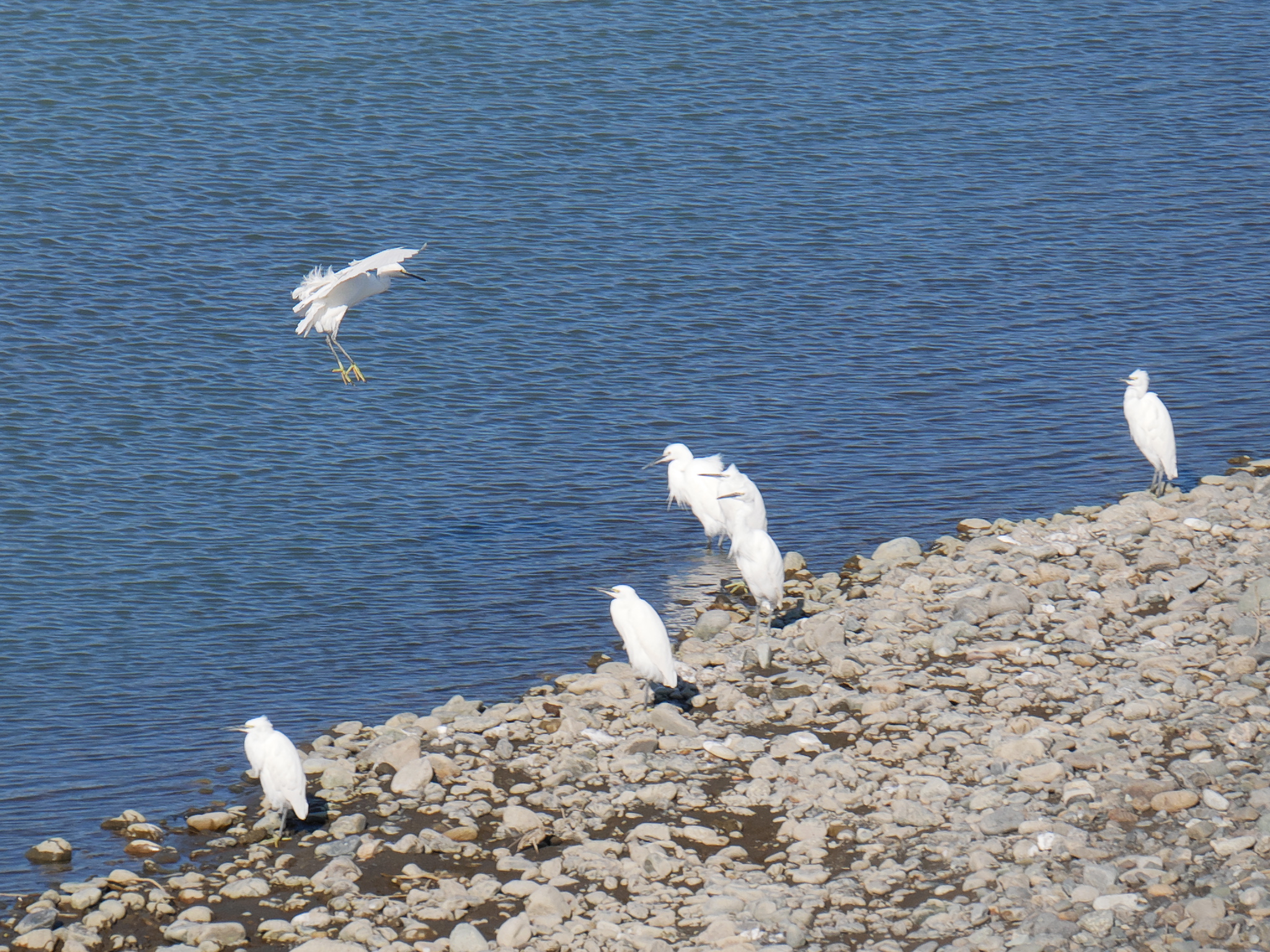 Little Egret