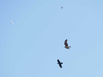 2019年11月10日(日) 相模川の野鳥観察記録