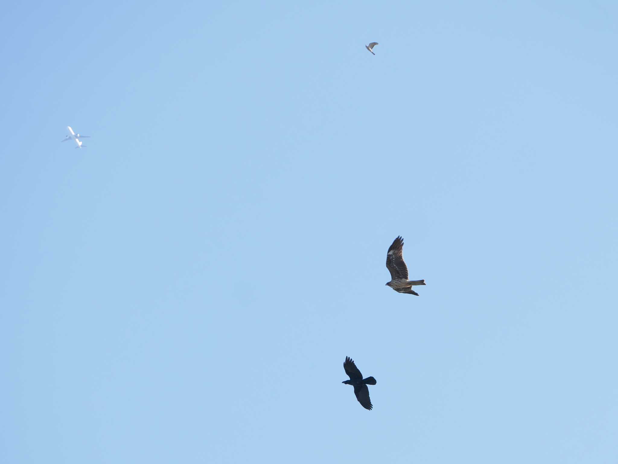 Photo of Black Kite at 相模川 by さすらう葦
