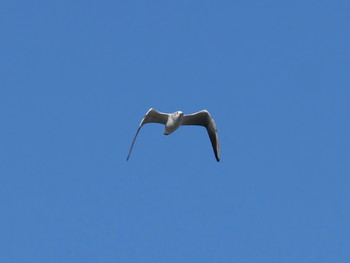 Black-headed Gull 相模川 Sun, 11/10/2019