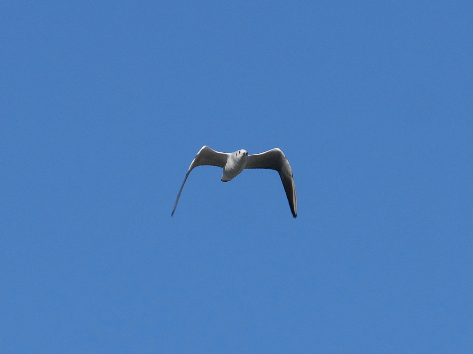 Black-headed Gull