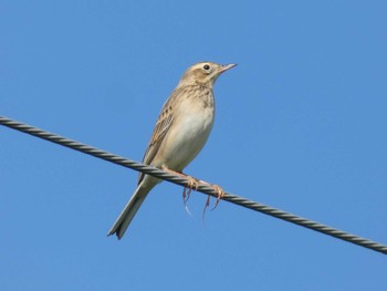 Richard's Pipit Yoron Island Sun, 11/10/2019