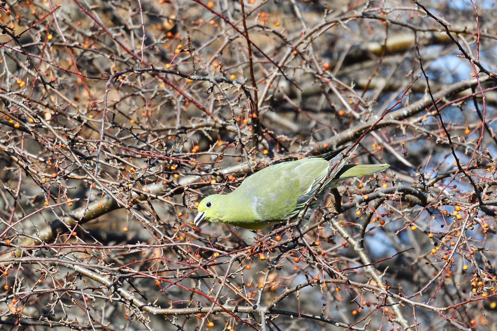 Photo of White-bellied Green Pigeon at 苫小牧 by mike2475