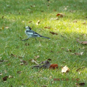 Sun, 11/10/2019 Birding report at Shinjuku Gyoen National Garden