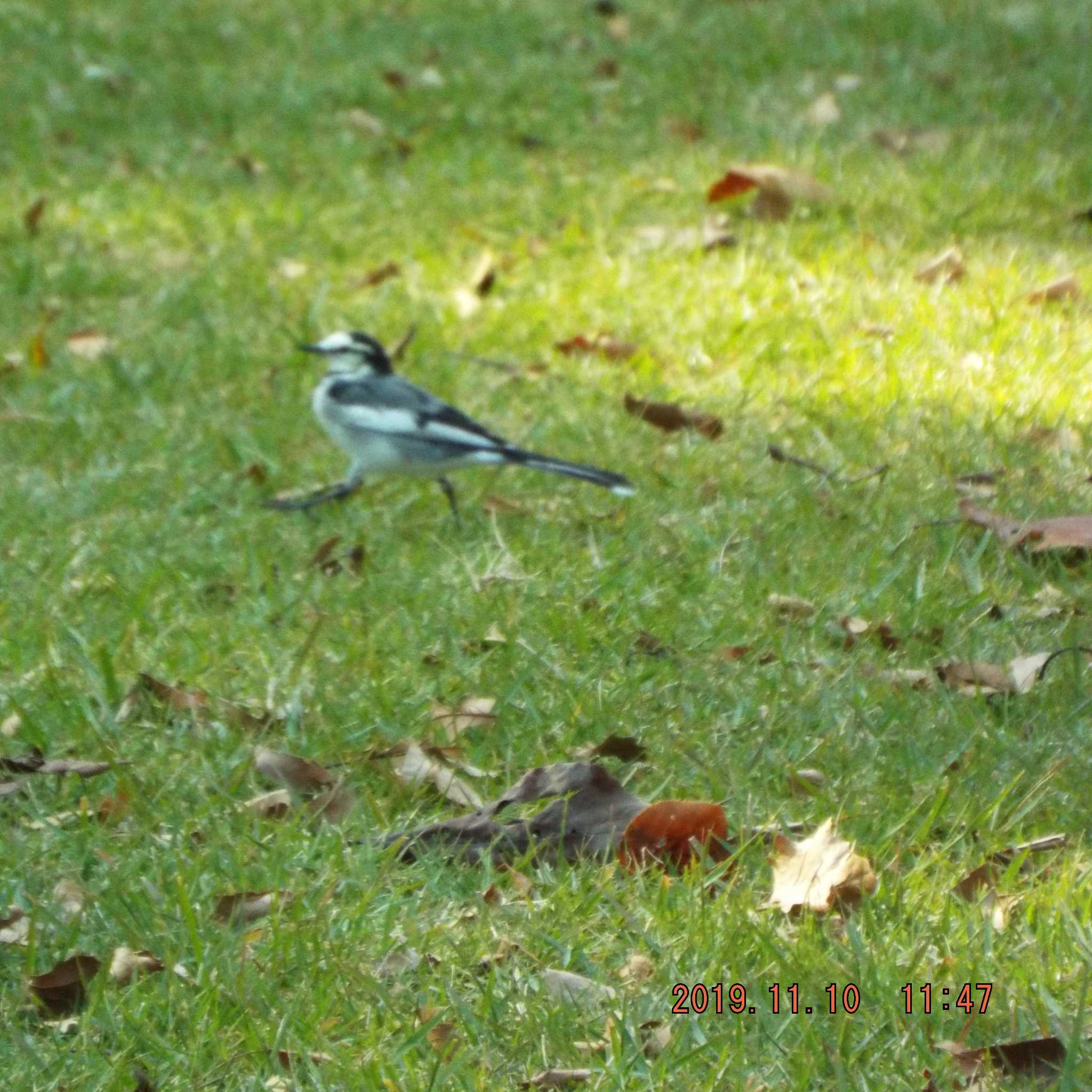 White Wagtail