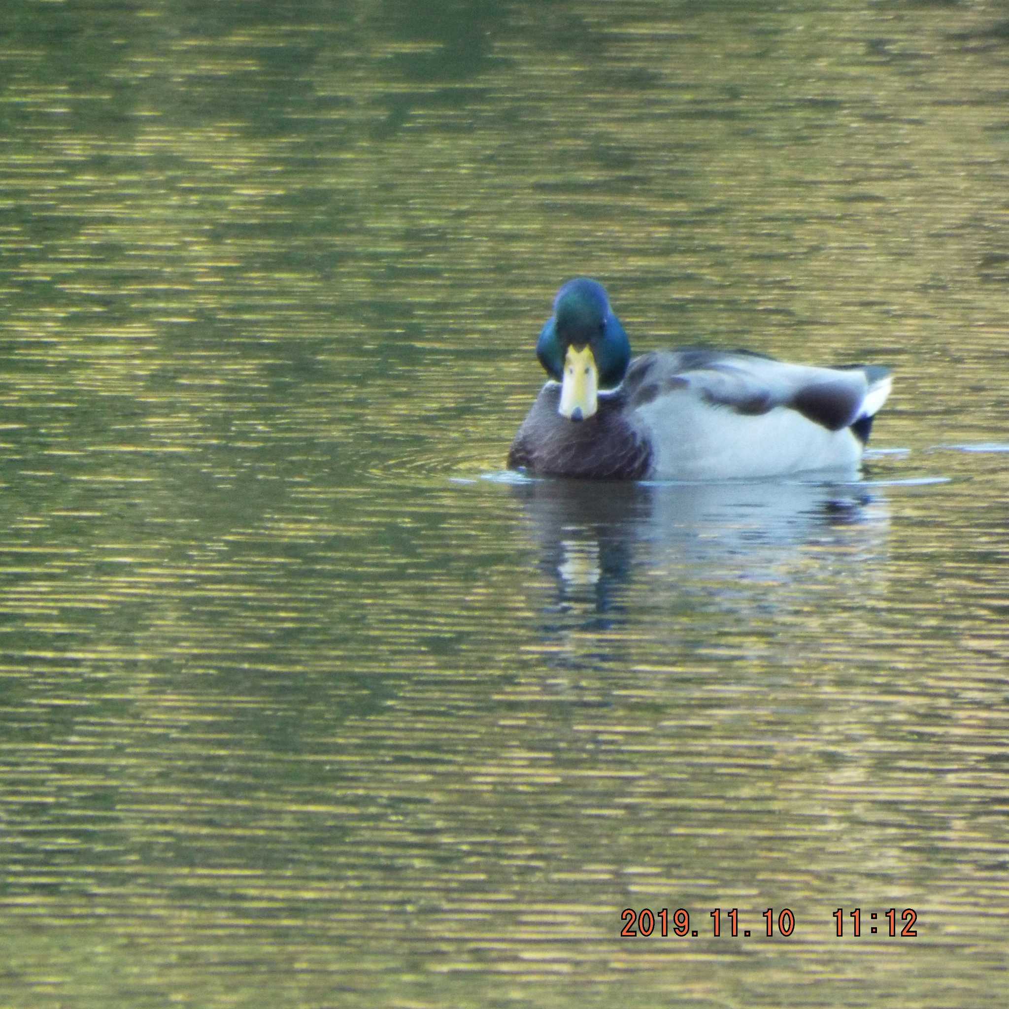 Mallard