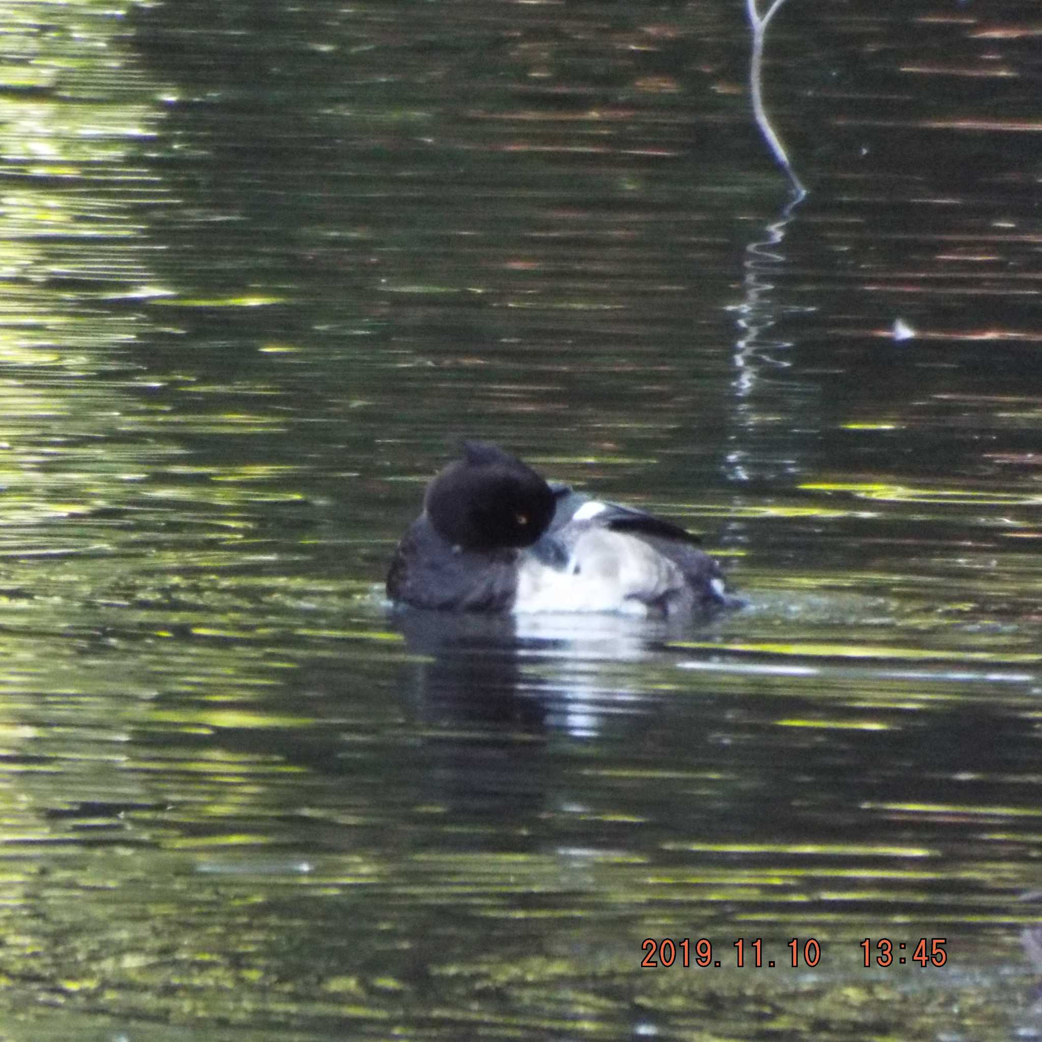 Tufted Duck