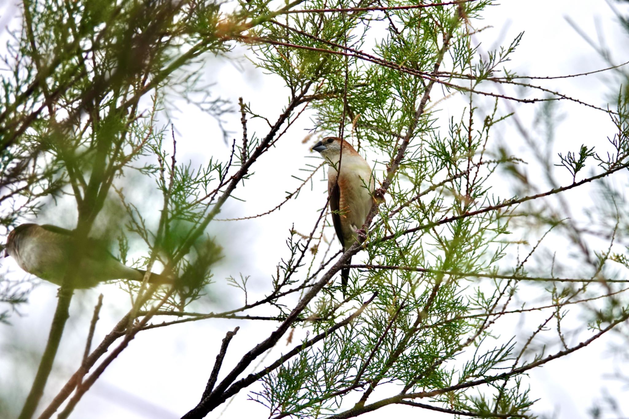 Indian Silverbill