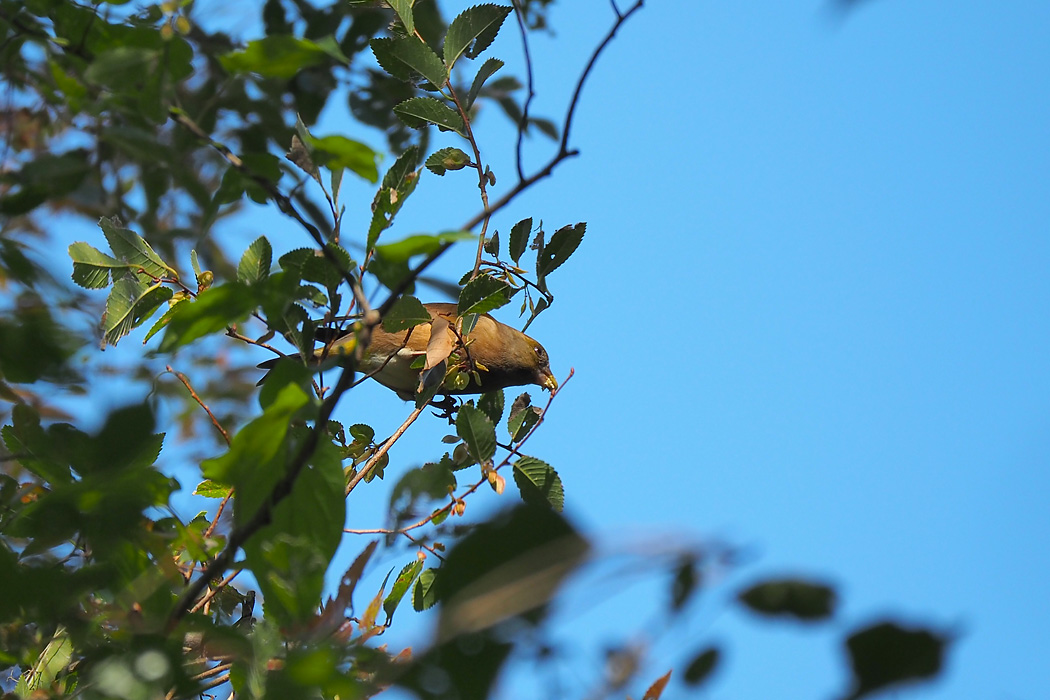 東京港野鳥公園 カワラヒワの写真 by ぴくるす