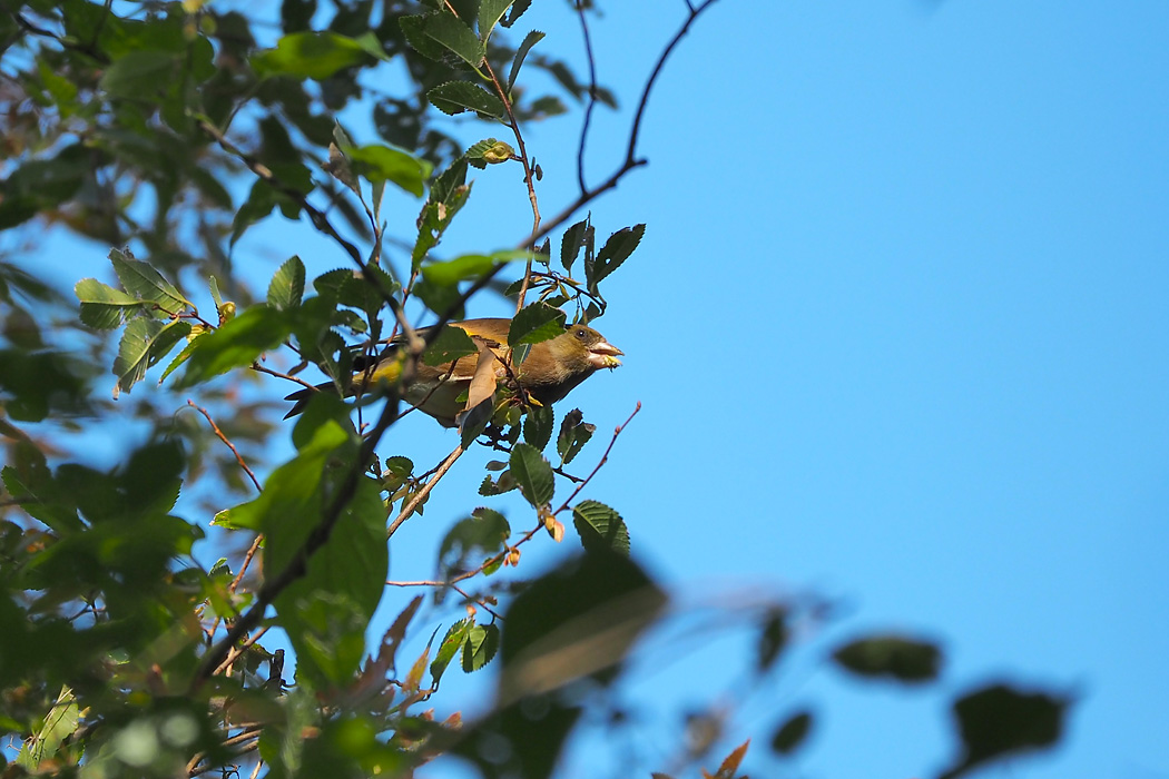 東京港野鳥公園 カワラヒワの写真 by ぴくるす