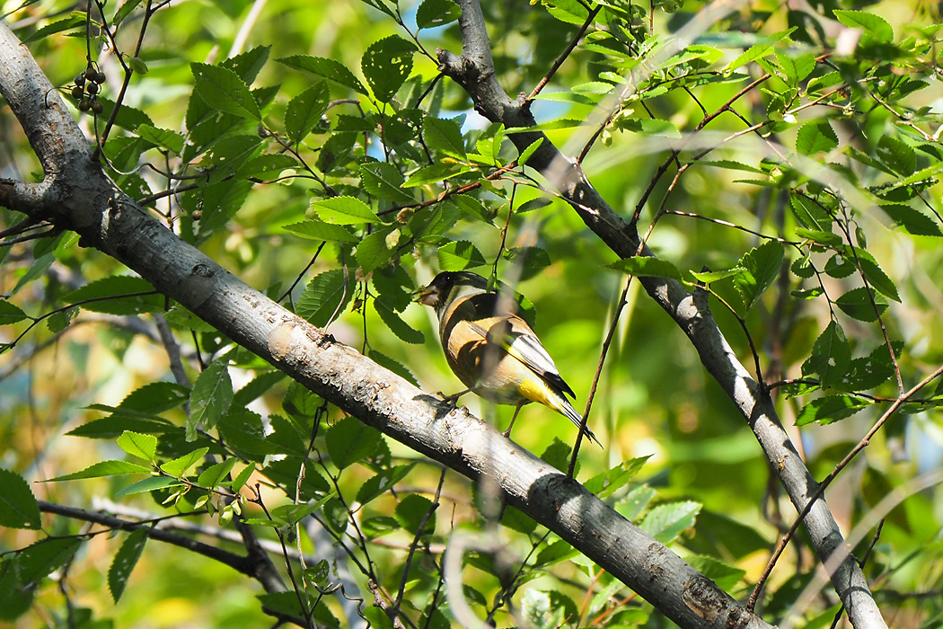 東京港野鳥公園 カワラヒワの写真 by ぴくるす