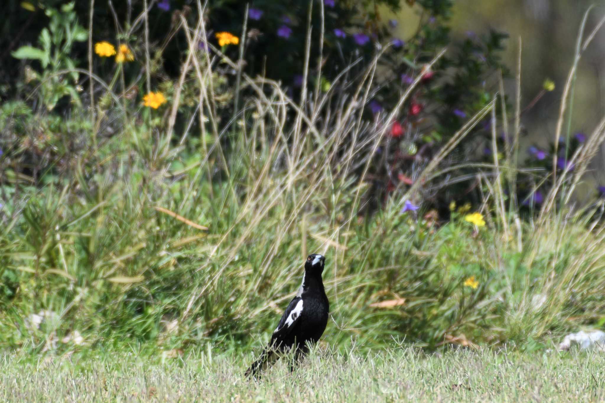 Australian Magpie