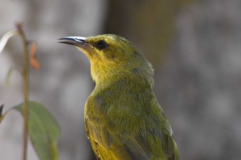 Yellow Honeyeater オーストラリア,ケアンズ～アイアインレンジ Sat, 10/12/2019