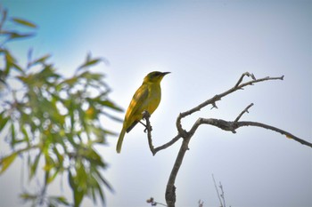 Yellow Honeyeater オーストラリア,ケアンズ～アイアインレンジ Mon, 10/14/2019