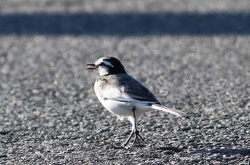 White Wagtail 路上 Tue, 11/5/2019