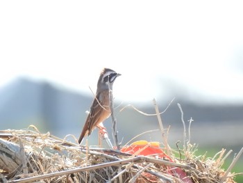 Sun, 11/10/2019 Birding report at 多摩川二ヶ領宿河原堰