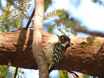 2019年11月10日(日) 新宿御苑の野鳥観察記録