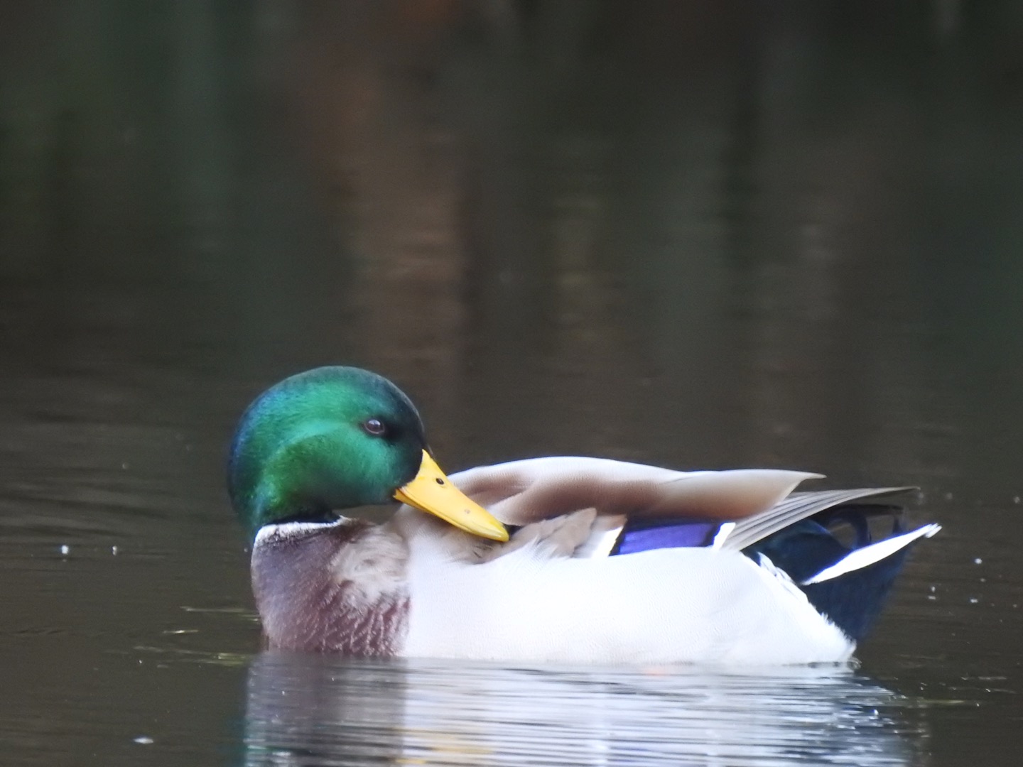 新宿御苑 マガモの写真 by da