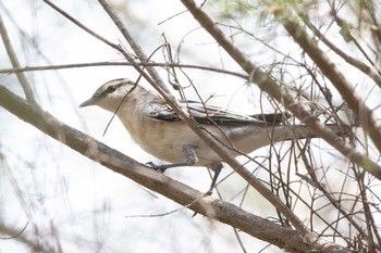 White-winged Triller Herdsman Lake Sun, 4/28/2019