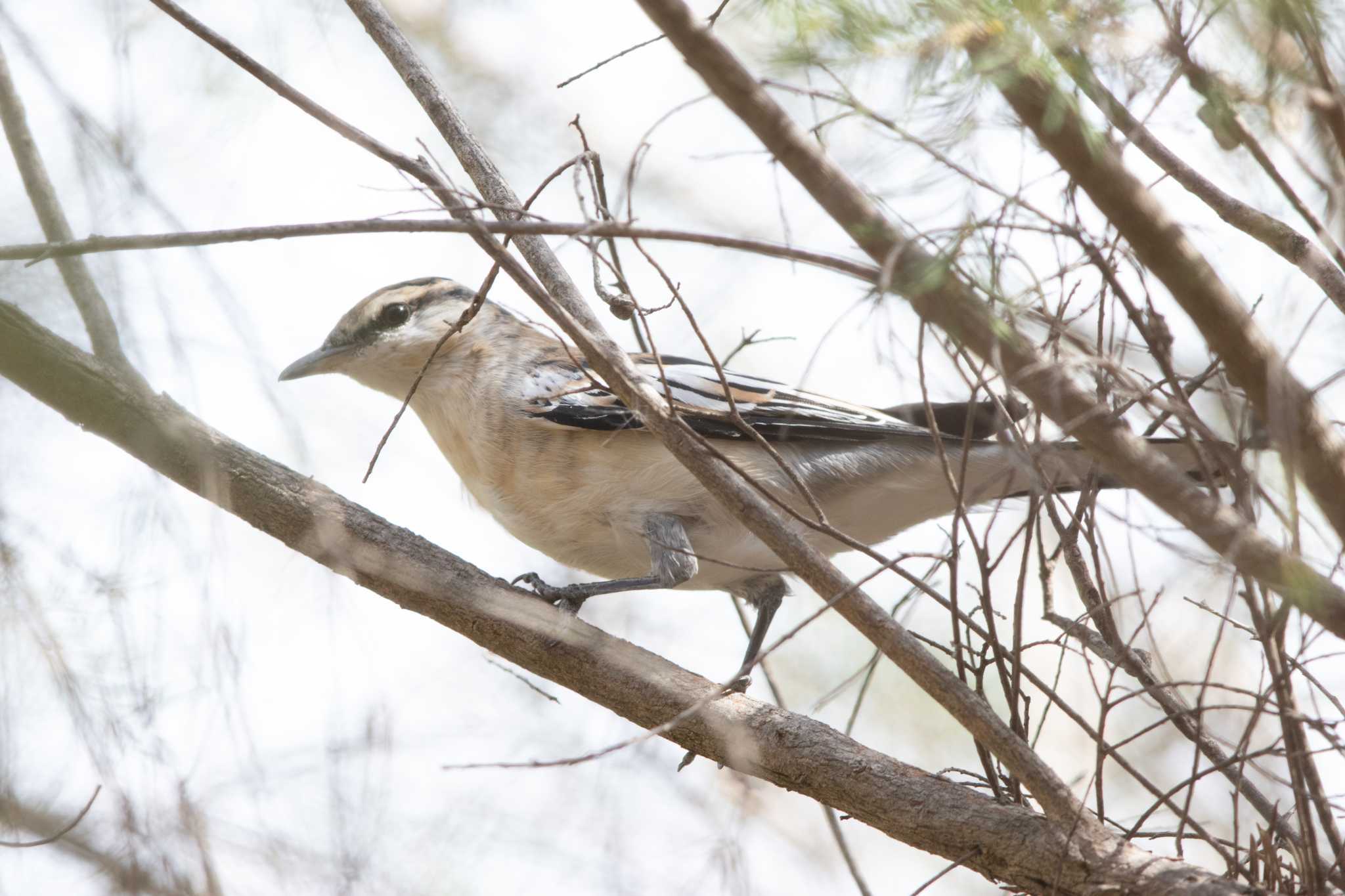 Photo of White-winged Triller at Herdsman Lake by Trio