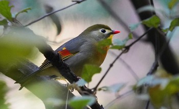 ソウシチョウ 東京都多摩地域 2019年11月10日(日)