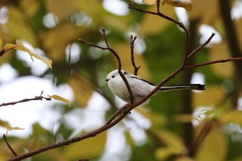 シマエナガ 北海道 函館市 東山 2019年11月10日(日)