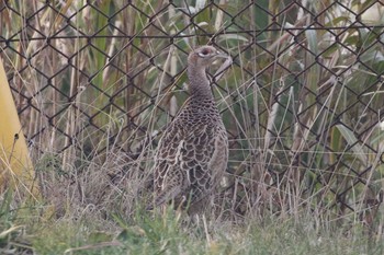 Common Pheasant 北海道　函館市　函館空港 Sun, 11/10/2019