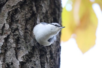 シロハラゴジュウカラ 北海道 函館市 見晴公園 2019年11月10日(日)