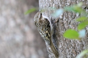 Eurasian Treecreeper(daurica) Miharashi Park(Hakodate) Sun, 11/10/2019