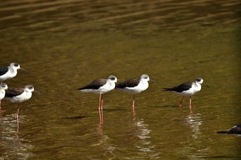 Sun, 11/10/2019 Birding report at 沖縄県金武町億首川