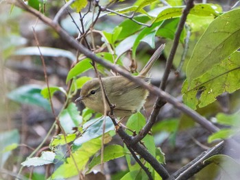 2019年11月9日(土) 六義園の野鳥観察記録