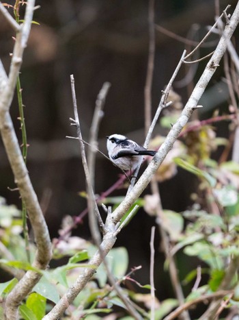 Long-tailed Tit 日本、〒781-3337 高知県土佐郡土佐町瀬戸 Sun, 11/10/2019