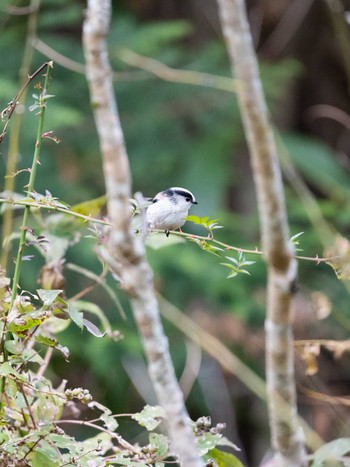 Long-tailed Tit 高知 Sun, 11/10/2019