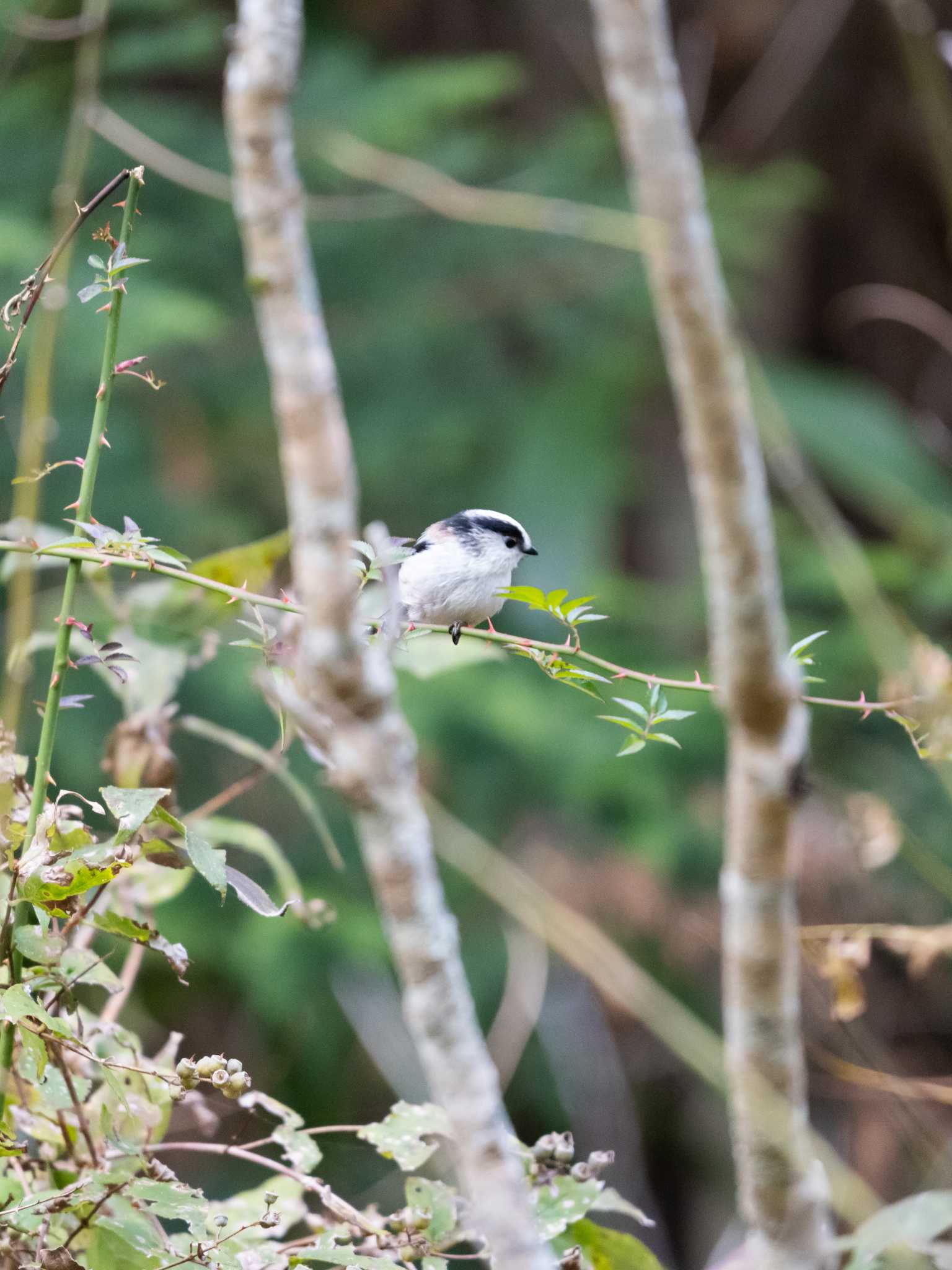 Photo of Long-tailed Tit at 高知 by ダグラス.H